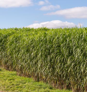 Olifantengras als uitgangsmateriaal voor biobased bouwen