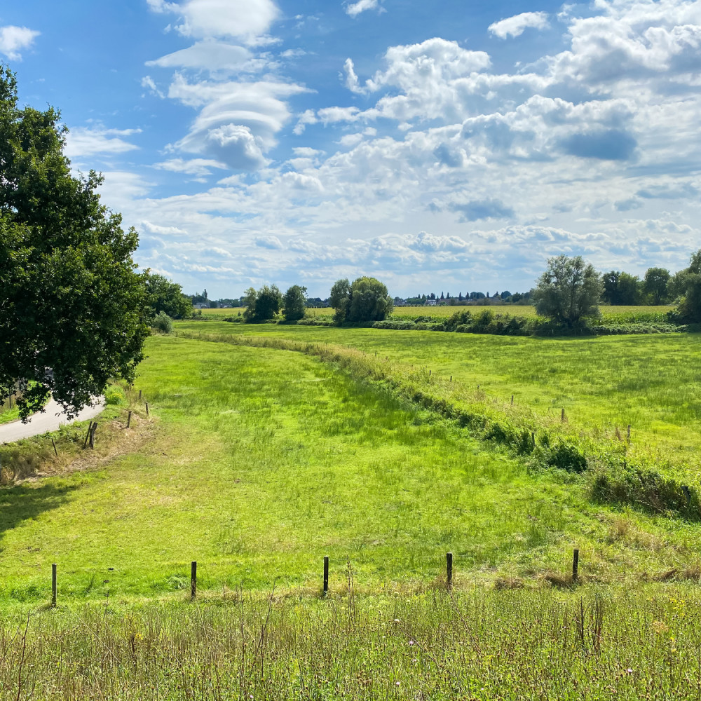 Foto van groen landschap met veel gras en bomen