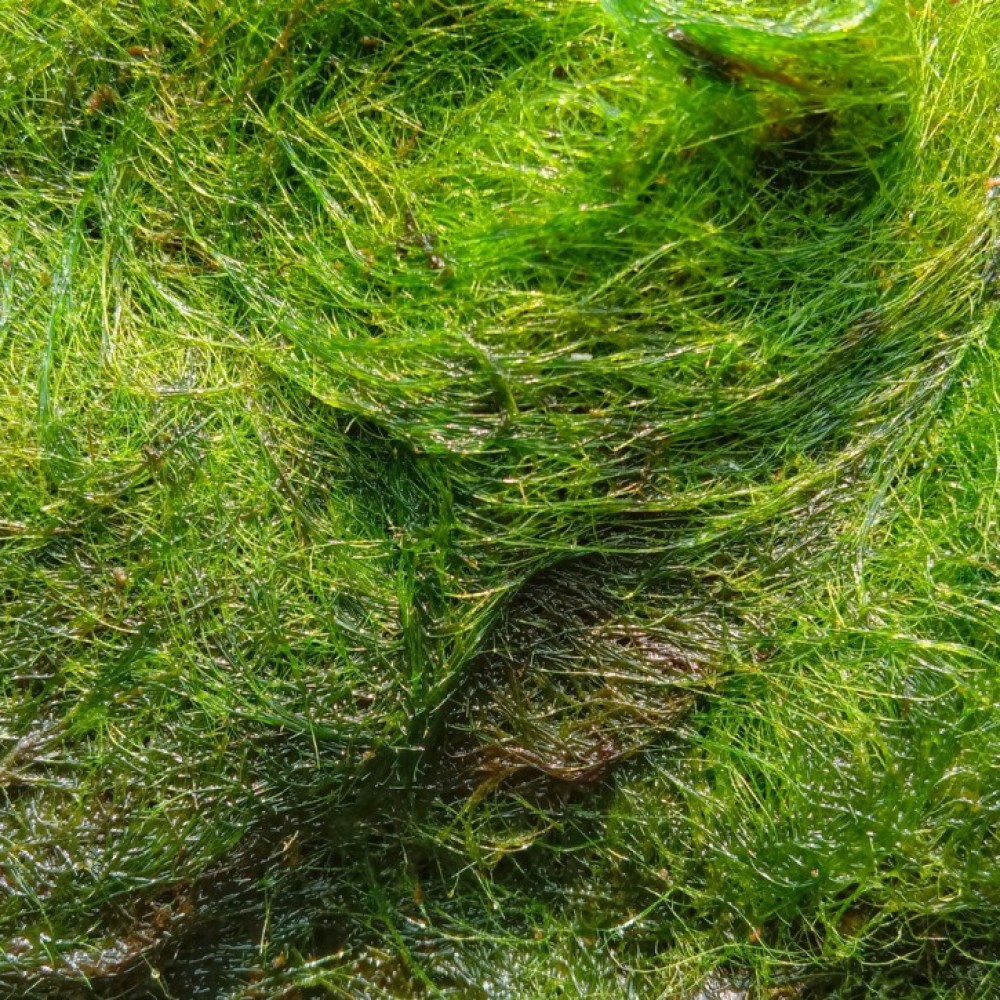 Foto van groene algen 