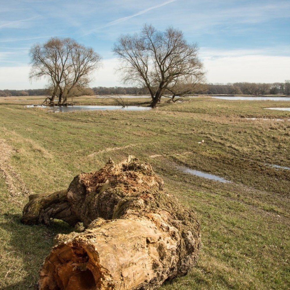 Graslandschap met bomen dat gedeeltelijk is ondergelopen met water 