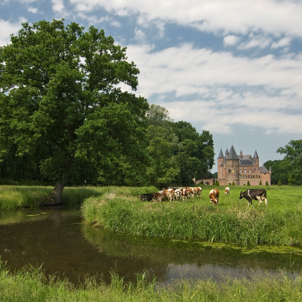 Koeien grazen bij een kasteel in groen Noordoost-Brabants landschap met water en bomen