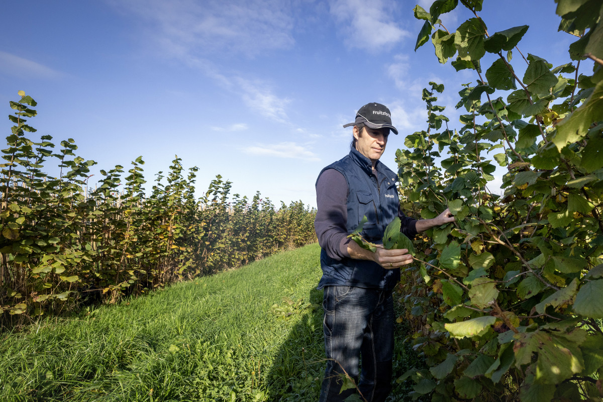 Ondernemer Sjef van Dongen buiten aan de slag in zijn bedrijf onder een blauwe lucht, tussen eetbare bomen en gewassen
