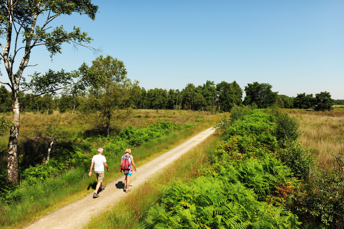 Twee wandelaars op een wandelpad door een Noordoost-Brabants natuurgebied met groene heide, struiken en bomen tijdens een zonnige dag.