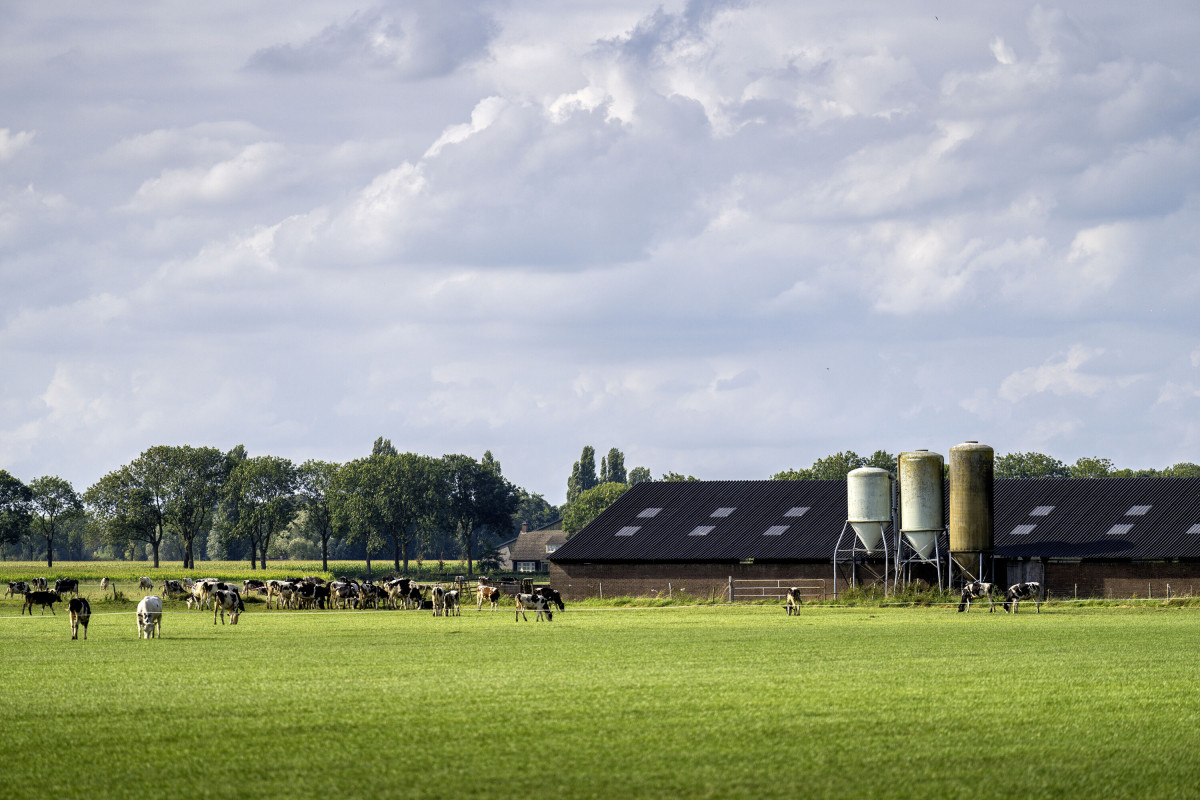 Melkveehouderij met koeien in groene weide en boerderij met silo’s op het platteland in de Peel.
