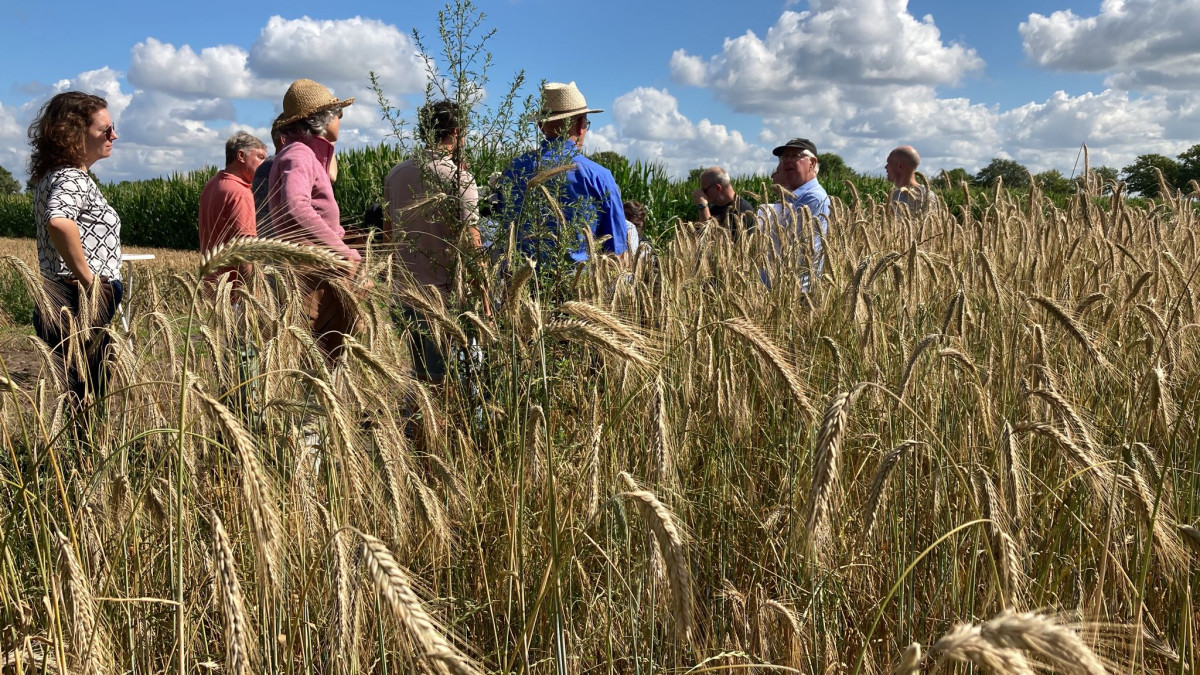 Groepje bezoekers bekijken graanveld tijdens veldexcursie op open dag AgroProeftuin Noordoost‑Brabant