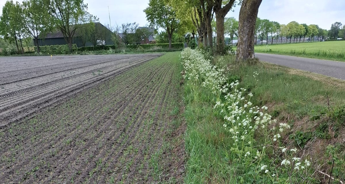 Uienveld met jonge aanplant en kleurrijke bloemenrand langs een landweg in het buitengebied in Brabant