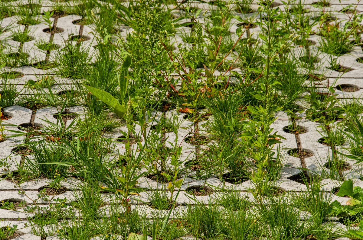 Grasbeton: waterdoorlatende bestrating met grasgroei als voorbeeld van klimaatadaptatie en duurzaam waterbeheer.