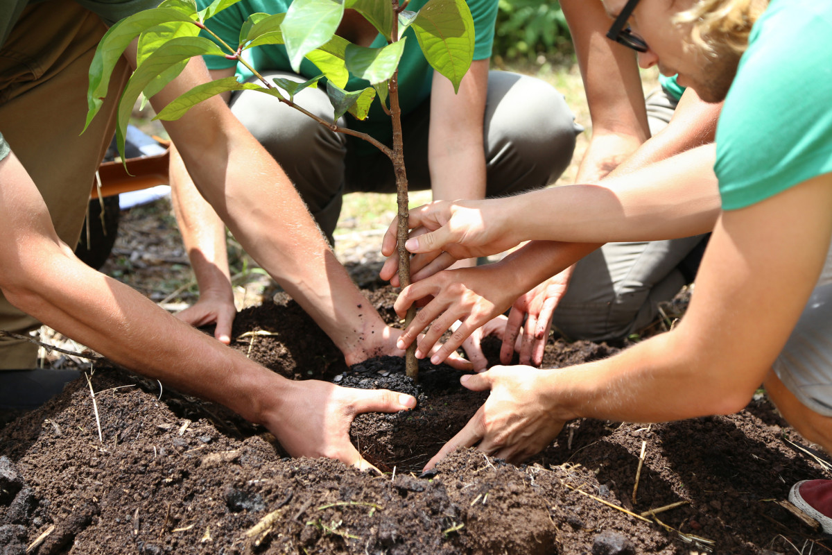 Meerdere jongvolwassenen planten samen een jonge fruitboom en drukken met hun handen de aarde rond de stam aan.