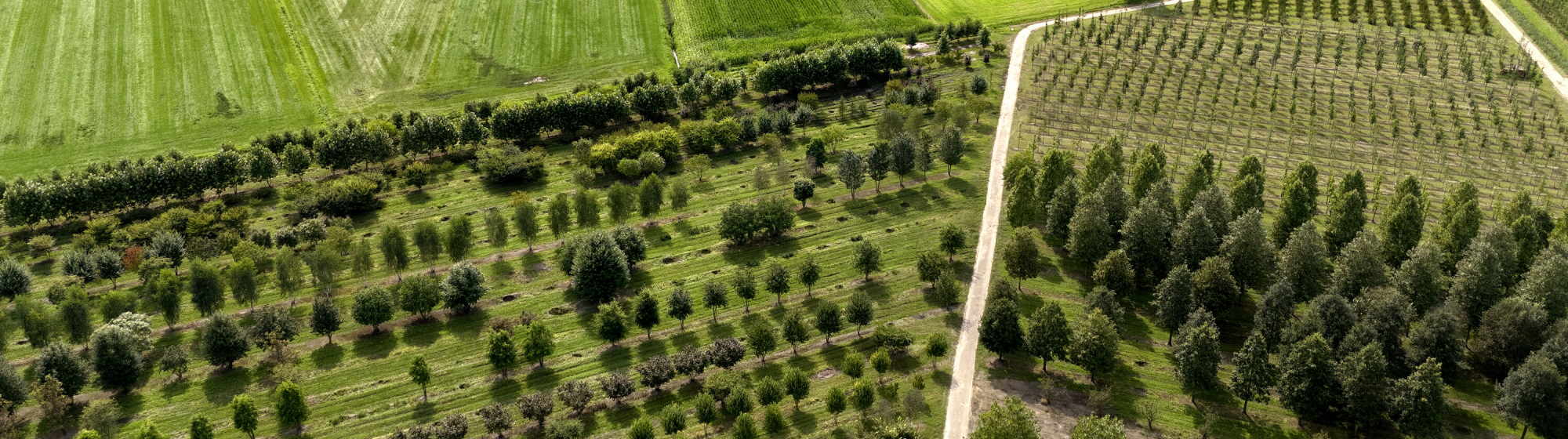Luchtfoto van een groen agrarisch landschap met rijen jonge en volwassen bomen langs paden en kavels.