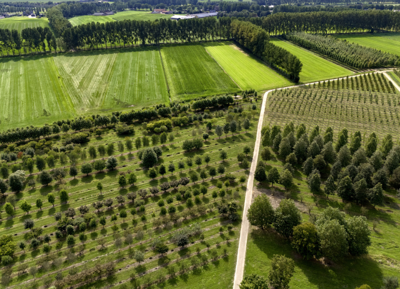 Luchtfoto van een groen agrarisch landschap met rijen jonge en volwassen bomen langs paden en kavels.