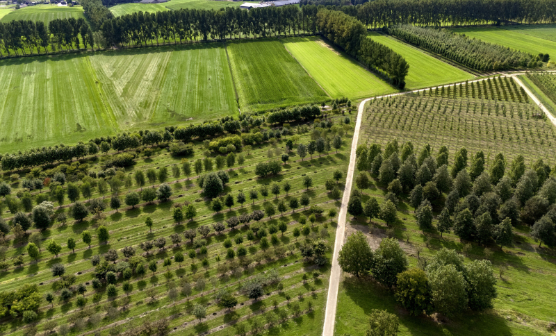Luchtfoto van een groen agrarisch landschap met rijen jonge en volwassen bomen langs paden en kavels.