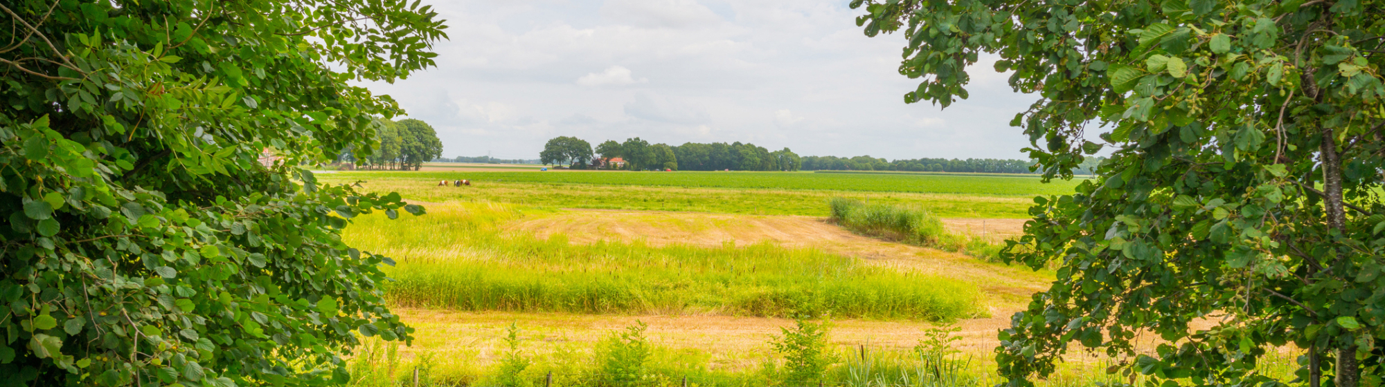 Landschap in Noordoost-Brabant met groene weilanden, akkers en bomen onder een lichtbewolkte lucht.