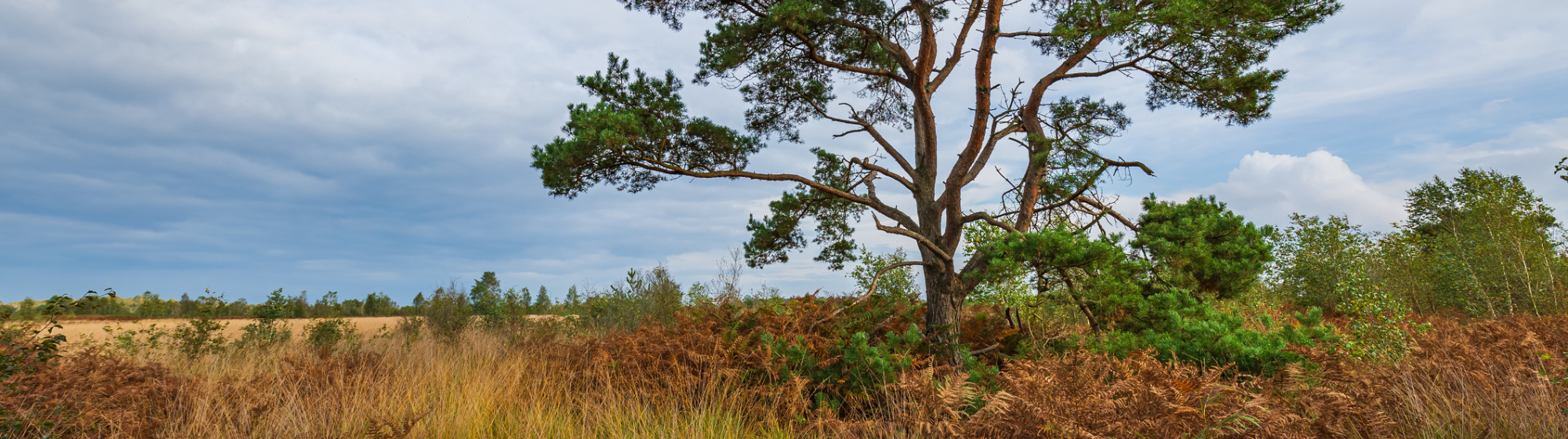 Natuurgebied De Peel met heidelandschap, bomen en open landschap onder bewolkte lucht
