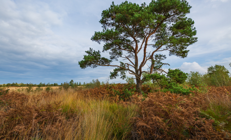Natuurgebied De Peel met heidelandschap, bomen en open landschap onder bewolkte lucht