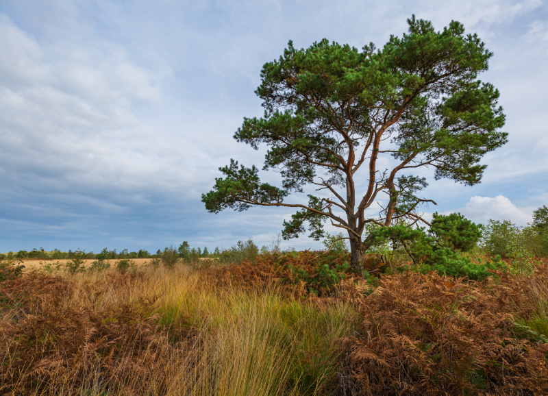 Natuurgebied De Peel met heidelandschap, bomen en open landschap onder bewolkte lucht