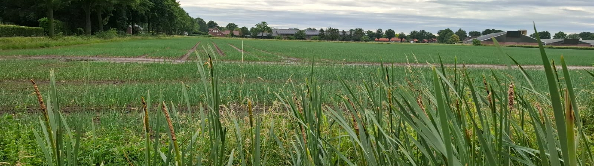 Uienveld met groene rijen in het Brabantse buitengebied, omringd door boerderijen en akkers.
