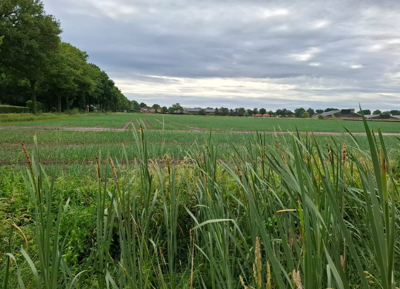 Uienveld met groene rijen in het Brabantse buitengebied, omringd door boerderijen en akkers.