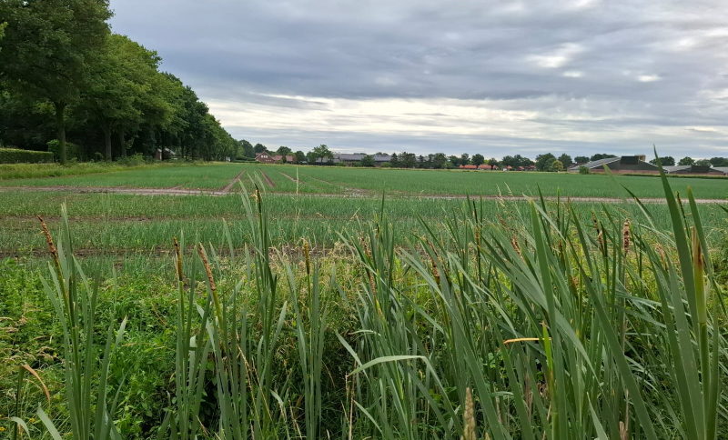 Uienveld met groene rijen in het Brabantse buitengebied, omringd door boerderijen en akkers.