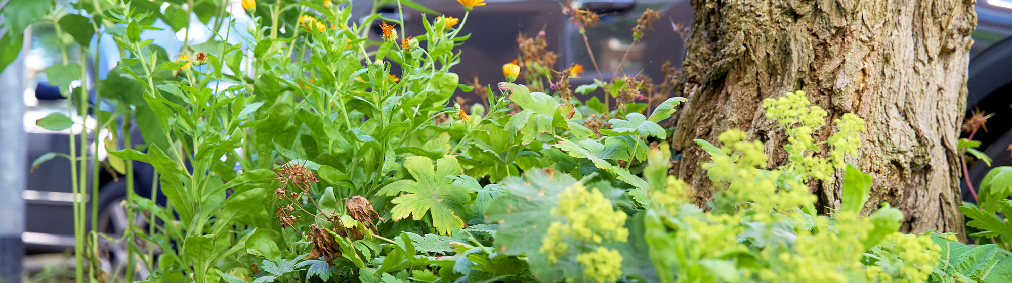 Vergroende openbare ruimte met boom en beplanting als voorbeeld van klimaatadaptatie en biodiversiteit in Noordoost-Brabant.