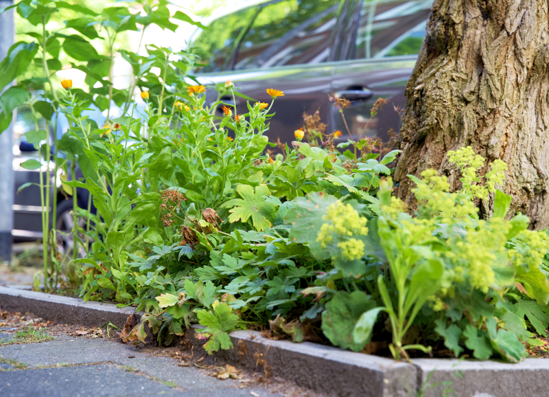 Vergroende openbare ruimte met boom en beplanting als voorbeeld van klimaatadaptatie en biodiversiteit in Noordoost-Brabant.