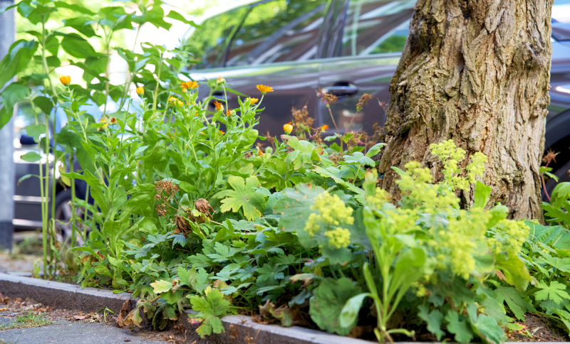 Vergroende openbare ruimte met boom en beplanting als voorbeeld van klimaatadaptatie en biodiversiteit in Noordoost-Brabant.
