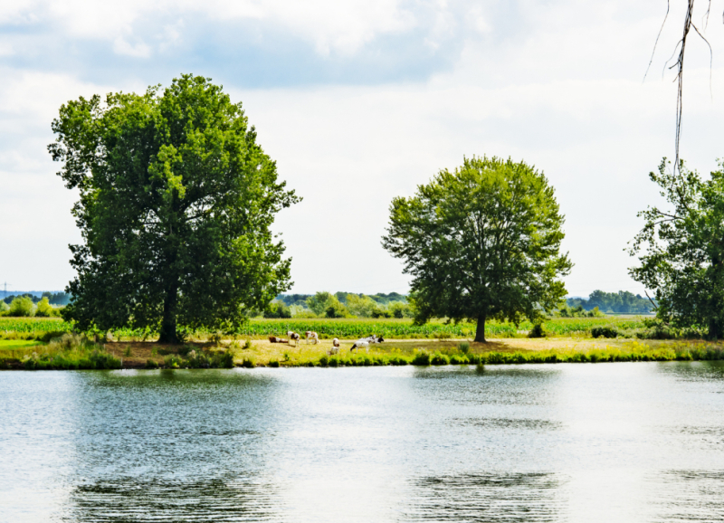 Rivierlandschap met bomen aan de overkant bij bewolkte lucht.