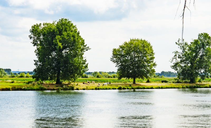 Rivierlandschap met bomen aan de overkant bij bewolkte lucht.