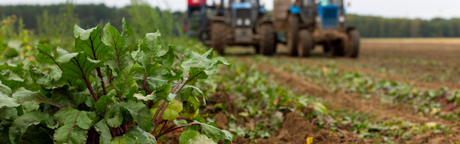 Foto van een akkerbouwlandschap met een gewas op de voorgrond en tractor op de achtergrond