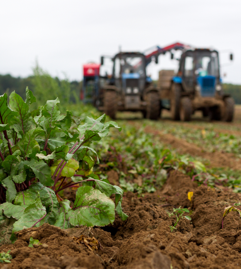 Foto van een akkerbouwlandschap met een gewas op de voorgrond en tractor op de achtergrond