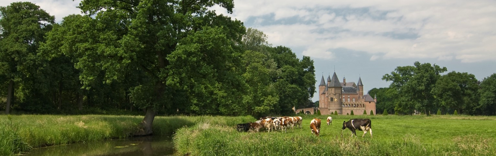 Foto van een landschap met koeien op de voorgrond en een kasteel op de achtergrond