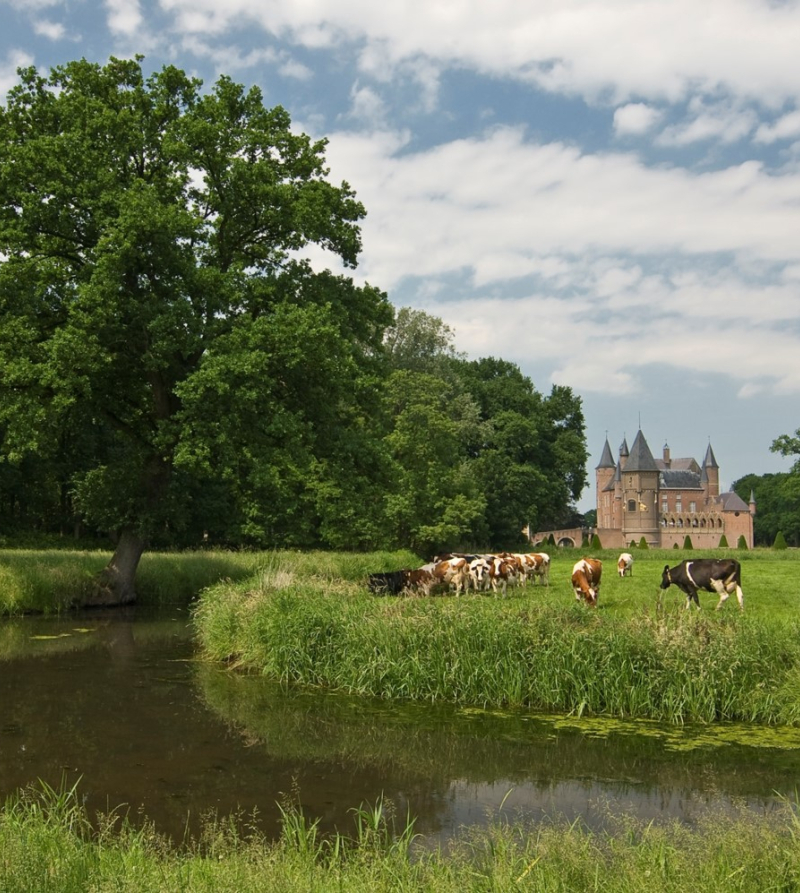 Foto van een landschap met koeien op de voorgrond en een kasteel op de achtergrond