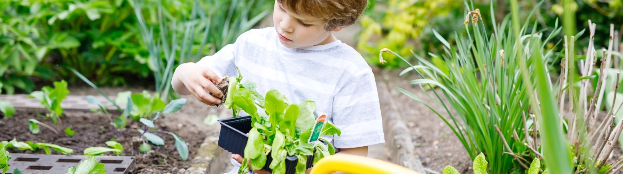 Een kleine jongen tuiniert in moestuintje met gele gieter op de voorgrond