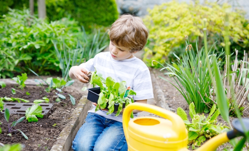 Een kleine jongen tuiniert in moestuintje met gele gieter op de voorgrond