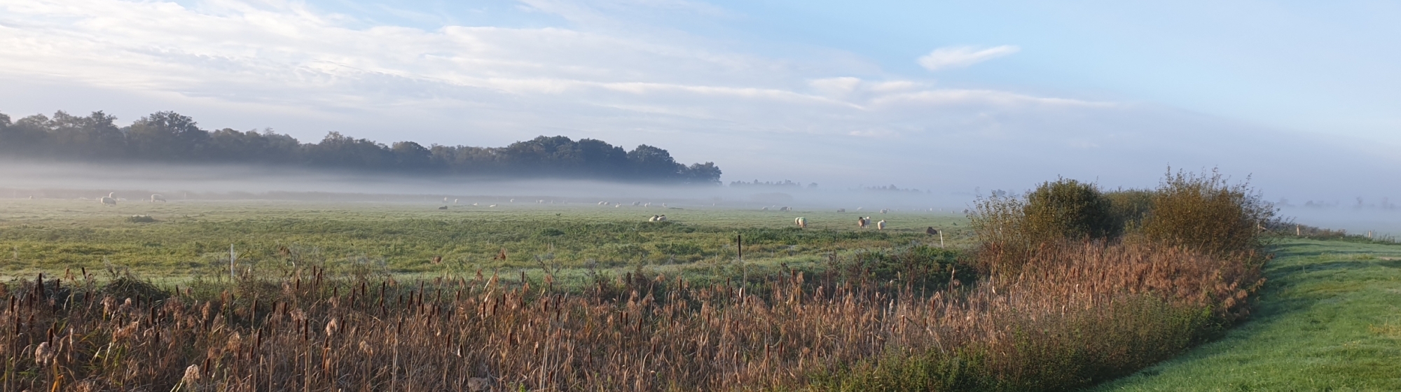 Landschapsfoto van een deel van de Peel met mist boven de grond