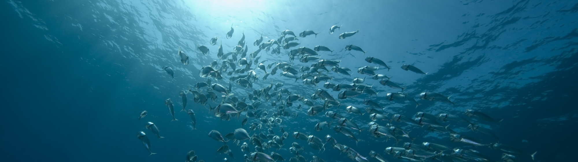 Foto van een school vissen van onderaf gefotografeerd met zon zichtbaar boven zeespiegel
