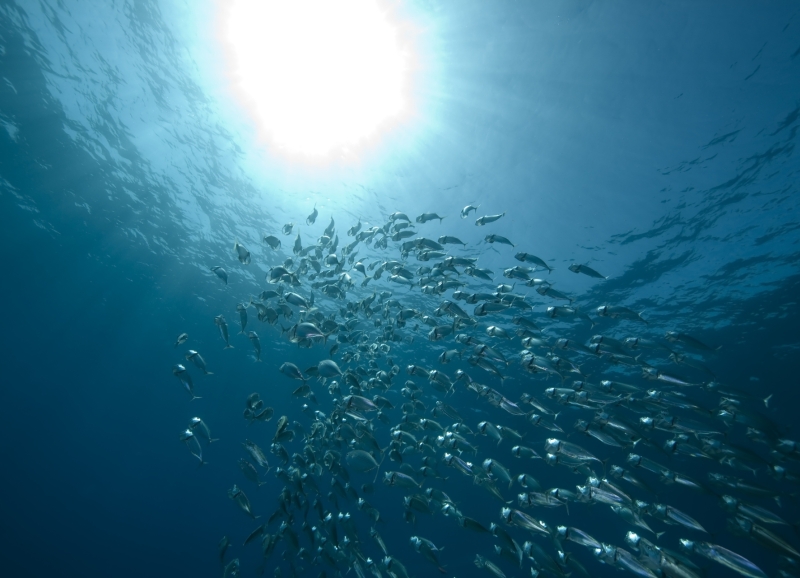 Foto van een school vissen van onderaf gefotografeerd met zon zichtbaar boven zeespiegel