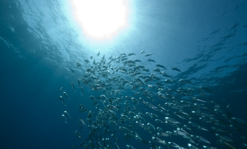 Foto van een school vissen van onderaf gefotografeerd met zon zichtbaar boven zeespiegel