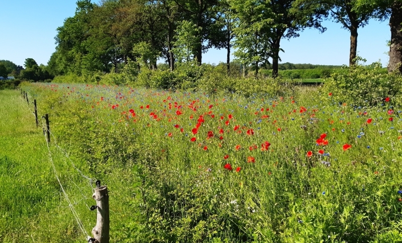 Veld met klaprozen en bomen op de achtergrond