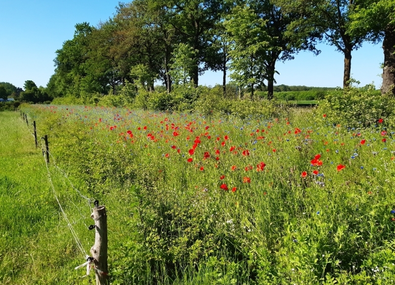 Veld met klaprozen en bomen op de achtergrond