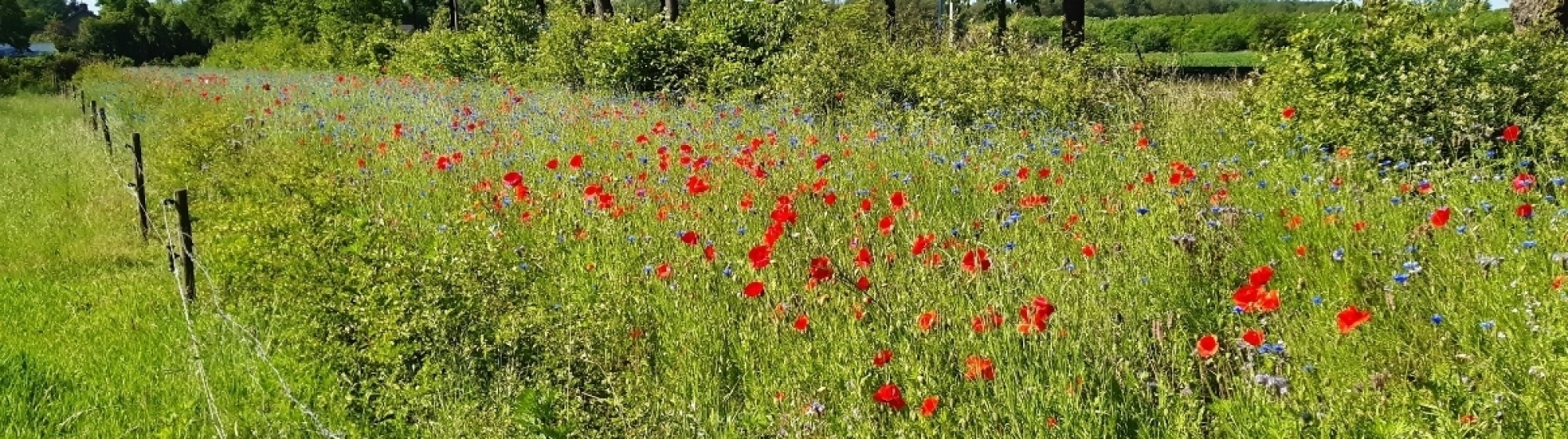 Veld met klaprozen en bomen op de achtergrond