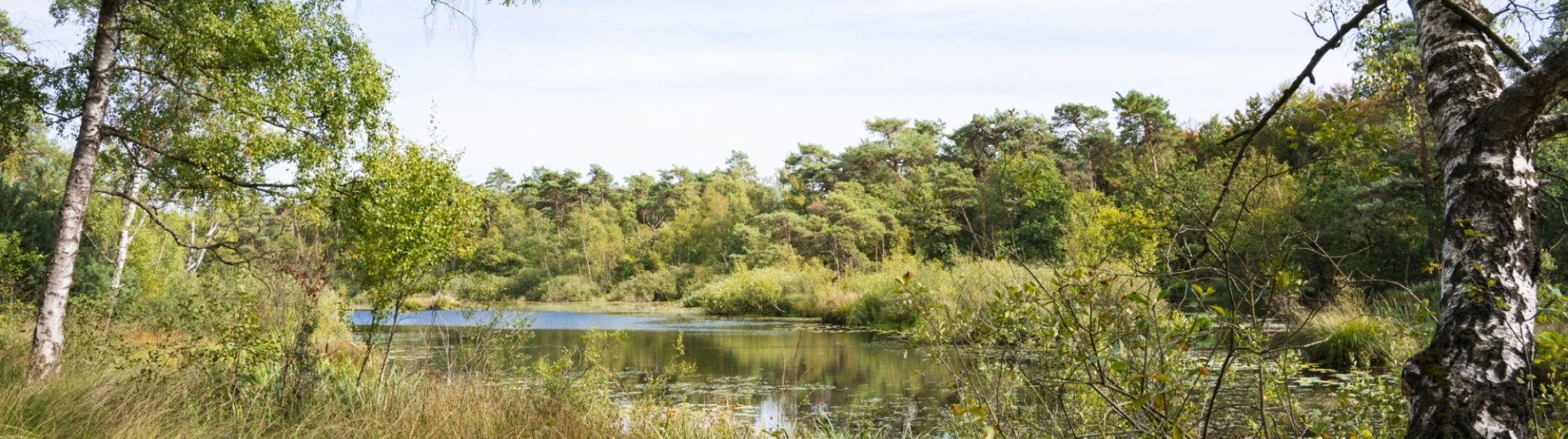 Groen landschap met bomen, een rivier en wilde grassen