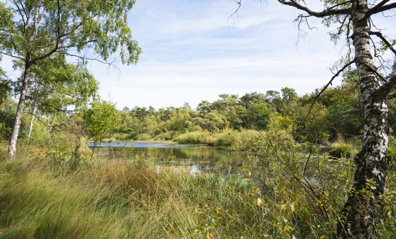 Groen landschap met bomen, een rivier en wilde grassen