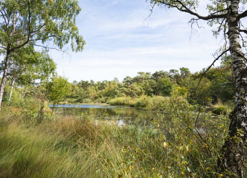 Groen landschap met bomen, een rivier en wilde grassen