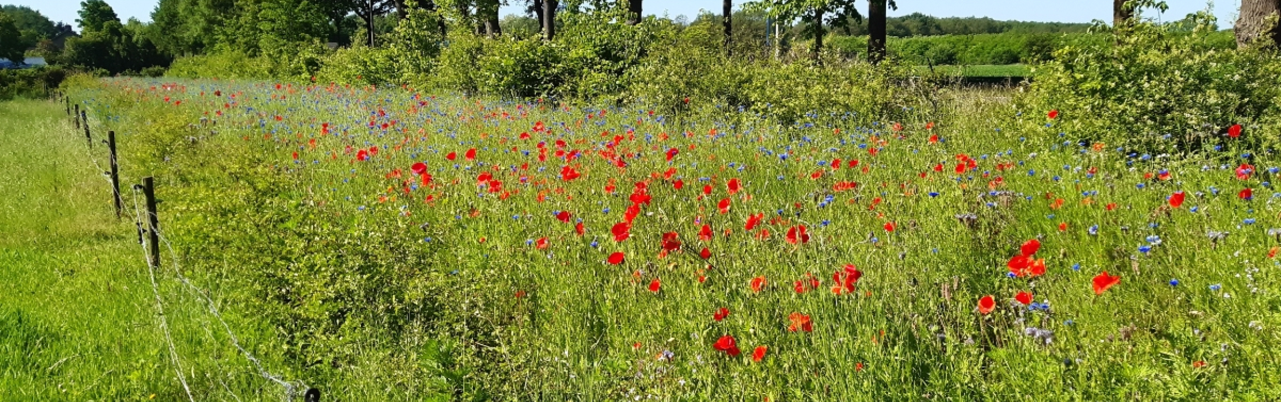 Foto van veld met klaprozen