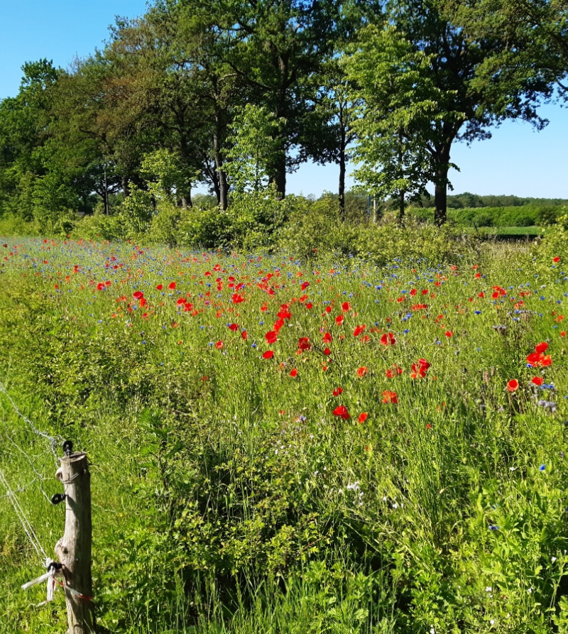 Foto van veld met klaprozen
