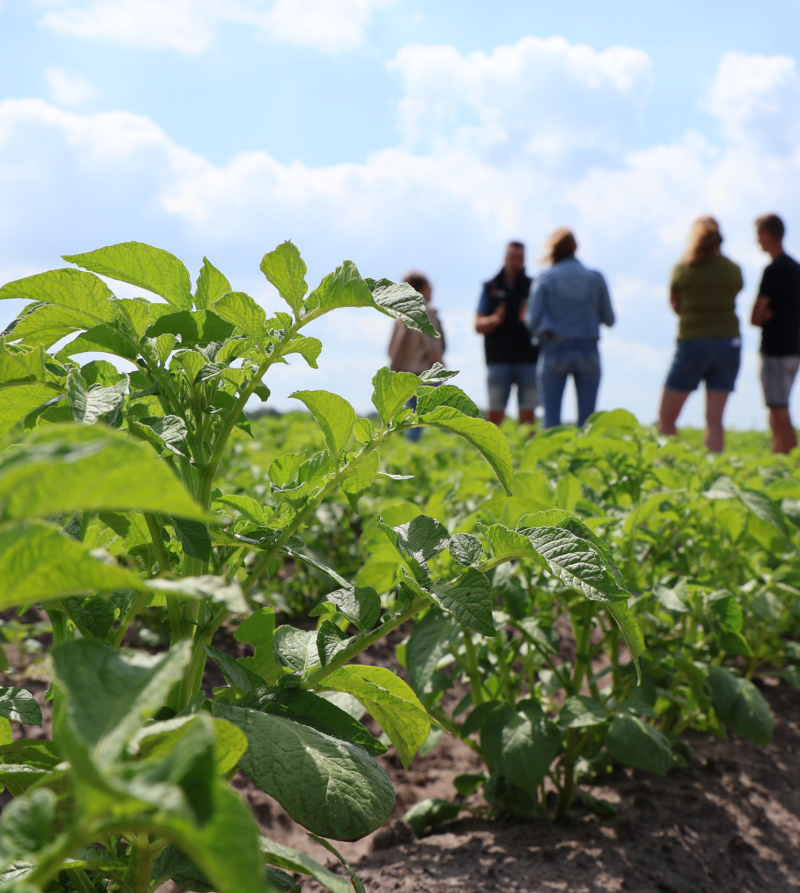 Foto van bezoekers aan een landbouwproefveld