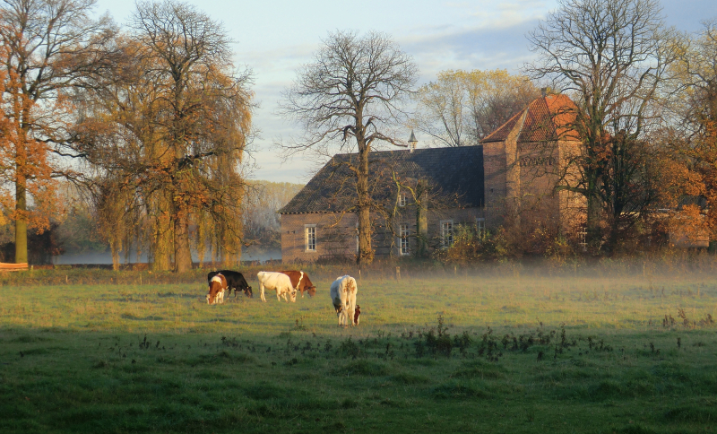 Boerderij in Mill met koeien op de voorgrond