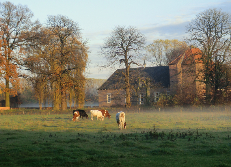 Boerderij in Mill met koeien op de voorgrond
