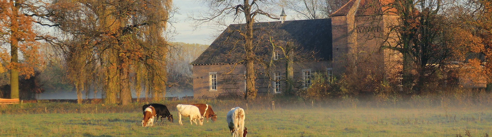 Boerderij in Mill met koeien op de voorgrond