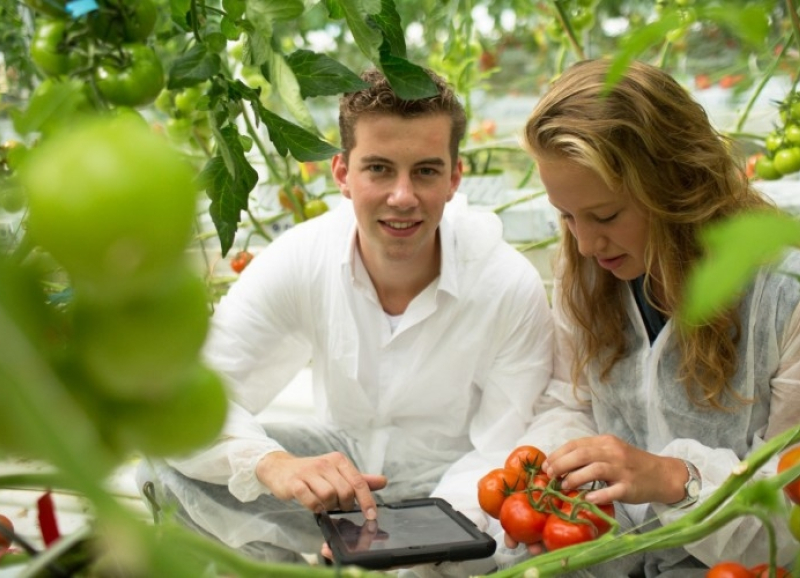 Twee studenten in een kas met tomaten